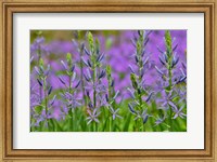 Camas Along Bell's Run Creek, Chanticleer Garden, Pennsylvania Fine Art Print