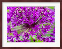 Close-Up Of Flowering Bulbous Perennial Purple Allium Flowers Fine Art Print