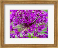 Close-Up Of Flowering Bulbous Perennial Purple Allium Flowers Fine Art Print