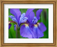 Close-Up Of Purple Iris Flowers Blooming Outdoors Fine Art Print