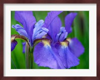 Close-Up Of Purple Iris Flowers Blooming Outdoors Fine Art Print