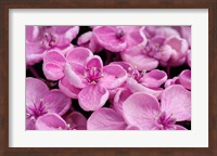 Close-Up Of A Hydrangea Macrophylla 'Ayesha', Lilac Pink Fine Art Print