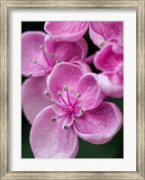 Hydrangea Macrophylla 'Ayesha', Lilac Pink Fine Art Print
