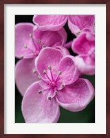 Hydrangea Macrophylla 'Ayesha', Lilac Pink Fine Art Print
