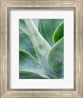 Close-Up Of The Tropical Agave Plant Fine Art Print