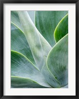 Close-Up Of The Tropical Agave Plant Fine Art Print