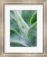 Close-Up Of The Tropical Agave Plant Fine Art Print