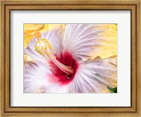 Close-Up Of The Hibiscus Rosa-Sinensis 'Fifth Dimension' Fine Art Print
