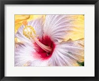 Close-Up Of The Hibiscus Rosa-Sinensis 'Fifth Dimension' Fine Art Print