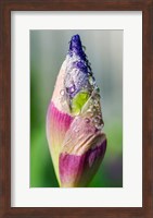 Dewdrops On An Iris Bud Fine Art Print