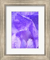 Close-Up Of Dewdrops On A Purple Iris 1 Fine Art Print