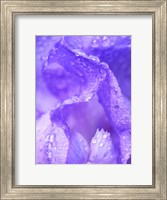 Close-Up Of Dewdrops On A Purple Iris 1 Fine Art Print