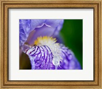 Close-Up Of Dewdrops On A Purple Iris 2 Fine Art Print