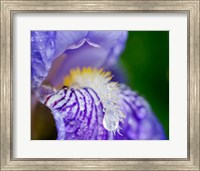 Close-Up Of Dewdrops On A Purple Iris 2 Fine Art Print
