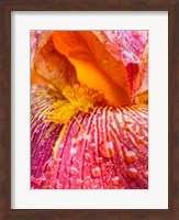 Close-Up Of Dewdrops On A Pink Iris Fine Art Print