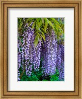 Purple Wisteria Blossoms Hanging From A Trellis Fine Art Print