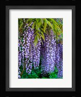 Purple Wisteria Blossoms Hanging From A Trellis Fine Art Print
