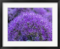 Close-Up Of Flowering Purple Throatwort Fine Art Print