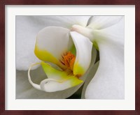 Close-Up Of An White Orchid Fine Art Print