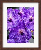 Vanda Manuvadee 'Sky' Orchid Fine Art Print
