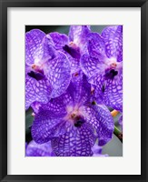 Vanda Manuvadee 'Sky' Orchid Fine Art Print