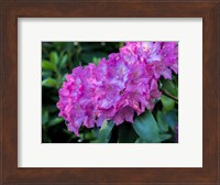 Large Pink Rhododendron Blossoms In A Garden Fine Art Print
