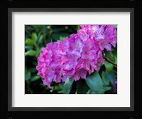 Large Pink Rhododendron Blossoms In A Garden Fine Art Print