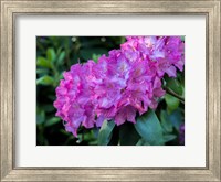 Large Pink Rhododendron Blossoms In A Garden Fine Art Print