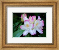 Variegated Pink And White Rhododendron In A Garden Fine Art Print