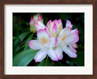 Variegated Pink And White Rhododendron In A Garden Fine Art Print