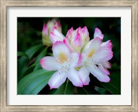 Variegated Pink And White Rhododendron In A Garden Fine Art Print