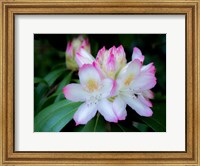 Variegated Pink And White Rhododendron In A Garden Fine Art Print