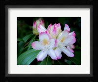 Variegated Pink And White Rhododendron In A Garden Fine Art Print