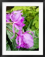 Variety Of Pink Orchid Fine Art Print