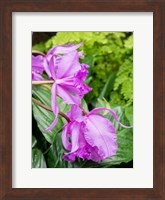 Variety Of Pink Orchid Fine Art Print