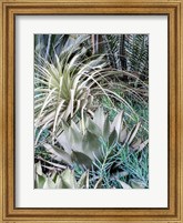 A Garden With An Assortment Of Bromeliad Plants And Textures Fine Art Print