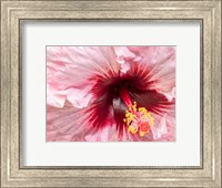 Close-Up Of A Hibiscus Flower Fine Art Print