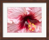 Close-Up Of A Hibiscus Flower Fine Art Print