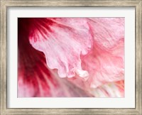 Pennsylvania, Close-Up Of A Hibiscus Flower Fine Art Print