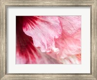 Pennsylvania, Close-Up Of A Hibiscus Flower Fine Art Print