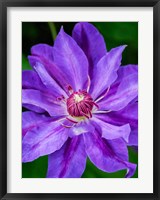 Close-Up Of A Clematis Blossom 2 Fine Art Print