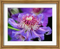 Close-Up Of A Clematis Blossom Fine Art Print