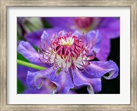 Close-Up Of A Clematis Blossom Fine Art Print