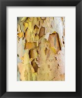 Colorful Bark On A Tree In A Garden Fine Art Print