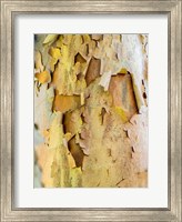Colorful Bark On A Tree In A Garden Fine Art Print