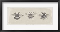 Three Bees Fine Art Print
