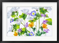 Botanical VI Fine Art Print