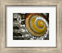 Shell Spiral II Fine Art Print