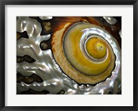 Shell Spiral II Fine Art Print