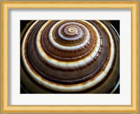 Shell Spiral III Fine Art Print